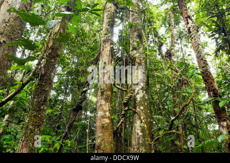 Les troncs des arbres en forêt tropicale humide, l'Équateur ornés de lianes Banque D'Images