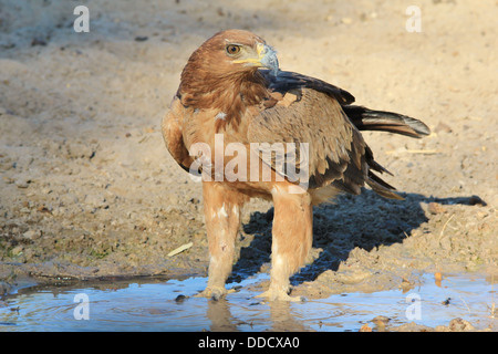 Aigle - Fond d'oiseaux sauvages et la beauté de l'Afrique. Raptor À l'état sauvage. Cette eau appartient au roi du ciel Banque D'Images