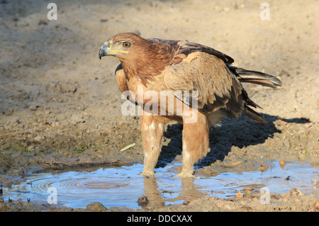 Aigle - Fond d'oiseaux sauvages et la beauté de l'Afrique. Raptor À l'état sauvage. L'eau bleue et l'Aigle royal. Banque D'Images