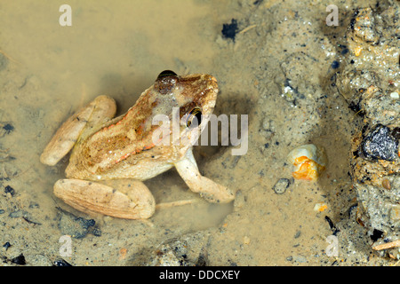 Jungle nain grenouille (Leptodactylus wagneri) dans une flaque boueuse, Equateur Banque D'Images