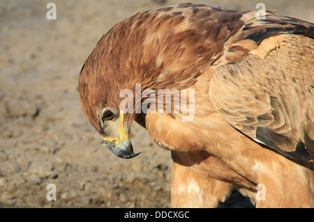 Aigle - Fond d'oiseaux sauvages et la beauté de l'Afrique. Raptor À l'état sauvage. Regard intense et l'étude de la vie précieux. Banque D'Images