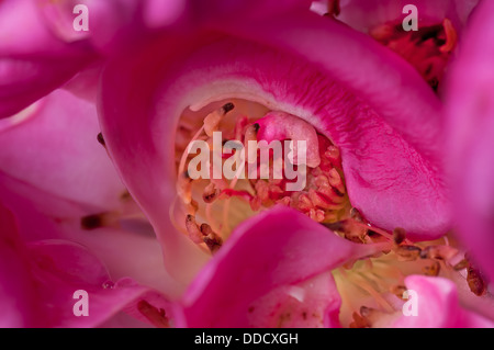 Close up, rose, goutte d'eau sur les pétales, rose, à l'intérieur, résumé Banque D'Images