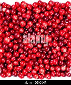 Rouge mûre cranberries background Banque D'Images