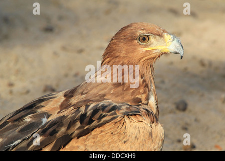 Aigle - Fond d'oiseaux sauvages et la beauté de l'Afrique. Raptor À l'état sauvage. Vous regarde avec les yeux d'or. Banque D'Images