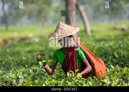 Un ouvrier hindou portant un chapeau de paille choisit des buissons de thé dans les jardins de thé autour de Srimongol dans la division Sylhet du Bangladesh. Banque D'Images