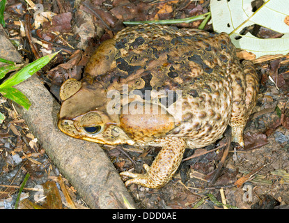 Un gros crapaud canne (Rhinella marina), l'Équateur Banque D'Images