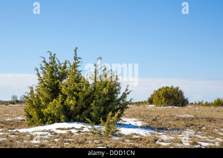 Les buissons au Great Juniperus Plaine alvar situé sur l'île de Oland dans le sud-est de la Suède. Banque D'Images