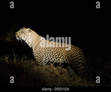 Leopard adultes debout sous les feux de la nuit Banque D'Images