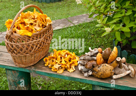 Les champignons sur le banc Banque D'Images