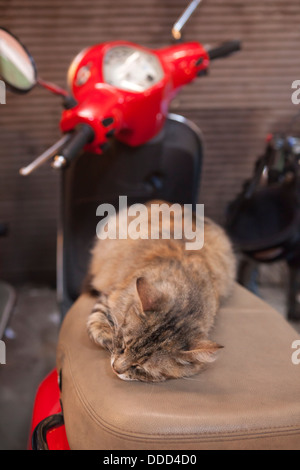 Chat endormi sur un scooter dans le souk Banque D'Images