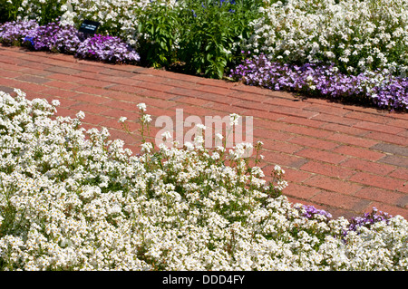 Némésie 'Blanc' Poésie et Lobelia erinus 'Riviera Lilac' (Riviera) Banque D'Images