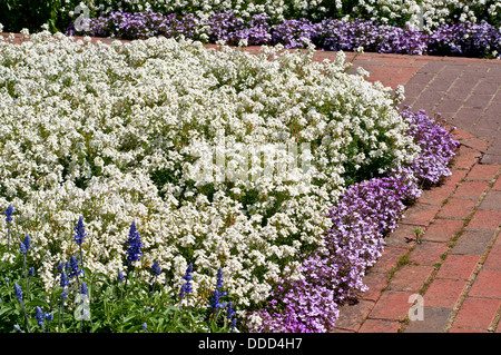 Némésie 'Blanc' Poésie et Lobelia erinus 'Riviera Lilac' (Riviera) Banque D'Images