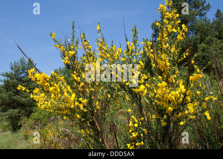 Balai commun, Besenginster, Besen-Ginster Besenpfriem Ginster,,, Cytisus scoparius, syn. Sarathamnus scoparius, genêt à balais Banque D'Images