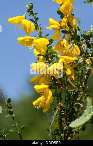 Balai commun, Besenginster, Besen-Ginster Besenpfriem Ginster,,, Cytisus scoparius, syn. Sarathamnus scoparius, genêt à balais Banque D'Images