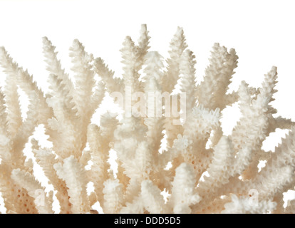 Sea coral isolé sur fond blanc Banque D'Images