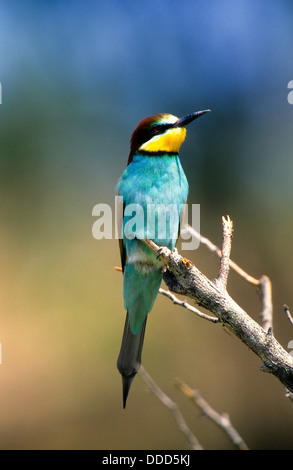 Bienenfresser, Merops apiaster, bee-eater Banque D'Images