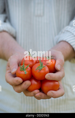 Solanum lycopersicum. Holding jardinier tomates accueil Banque D'Images