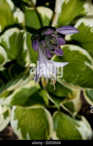Hosta fortunei 'crépuscule' (fleur) Banque D'Images