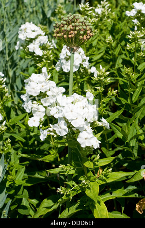 Phlox paniculata "Partager" Banque D'Images