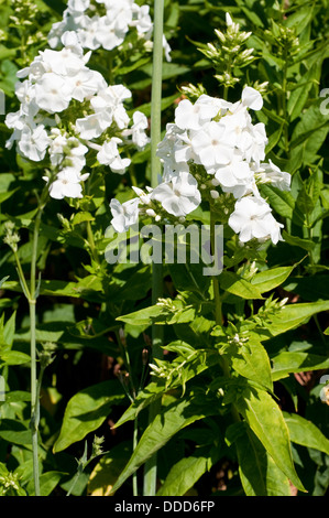 Phlox paniculata "Partager" Banque D'Images