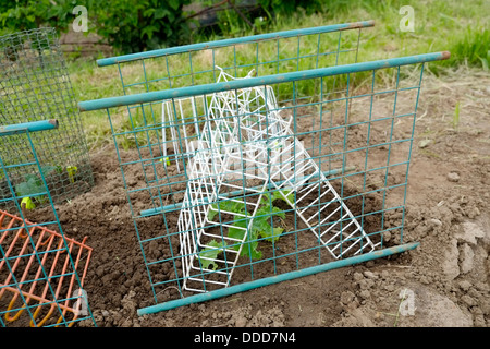 Réfrigérateur tablettes fournissent une protection pour les jeunes pousses de haricots de picage de pigeons qui peuvent décimer les cultures alimentaires. Banque D'Images