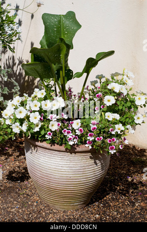 Pot de fleurs avec diverses fleurs Banque D'Images