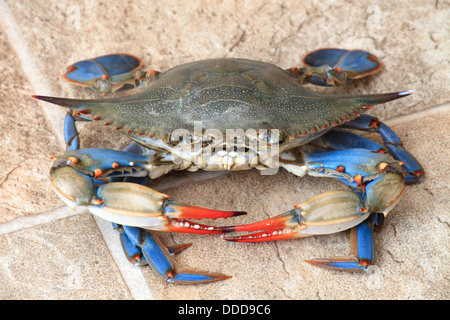 Crabe bleu de l'Atlantique, Banque D'Images