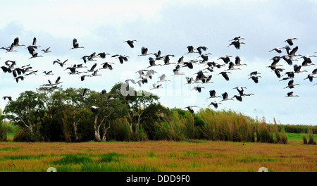 Un énorme troupeau de flying Asian Openbill cigognes dans le sud de la Thaïlande Banque D'Images
