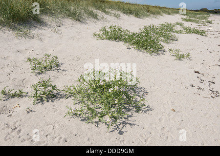 La roquette de mer (Cakile maritima) croissant sur le bord de la dune de sable. Banque D'Images