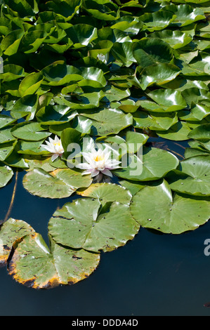 Fleur de nénuphar nénuphar et Banque D'Images