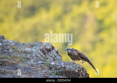 Jeune Faucon sacre (Falco cherrug) s'étend sur la saillie rocheuse. Parc National Balkan Central. La Bulgarie. Banque D'Images