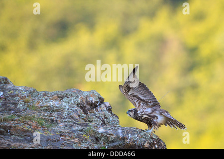 Jeune Faucon sacre (Falco cherrug) s'étend sur la saillie rocheuse. Parc National Balkan Central. La Bulgarie. Banque D'Images