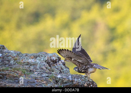 Jeune Faucon sacre (Falco cherrug) s'étend sur la saillie rocheuse. Parc National Balkan Central. La Bulgarie. Banque D'Images