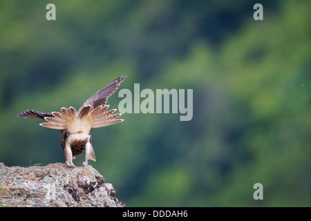 Jeune Faucon sacre (Falco cherrug) s'étend sur la saillie rocheuse. Parc National Balkan Central. La Bulgarie. Banque D'Images