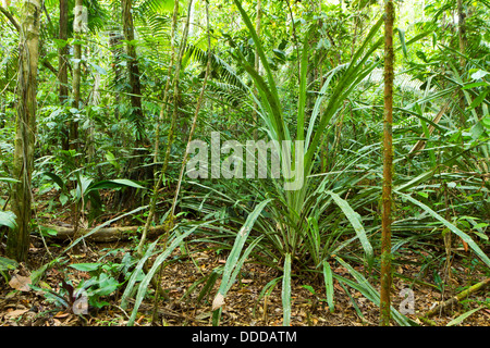 Une grande croissance dans les forêts tropicales broméliacées terrestres en Amazonie équatorienne Banque D'Images