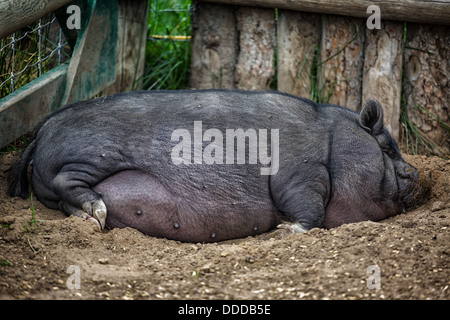Grand pot bellied pig dormir dans la basse-cour de la saleté. Banque D'Images
