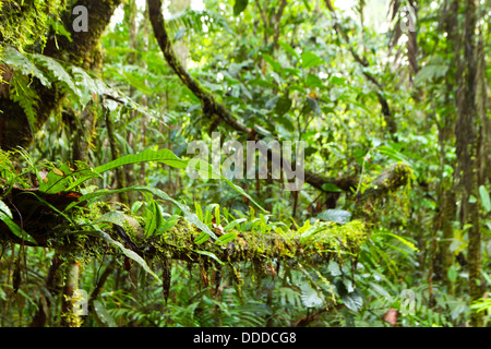 Les épiphytes (fougères et mousses) poussant sur des branches dans la forêt tropicale de l'intérieur, l'Équateur Banque D'Images