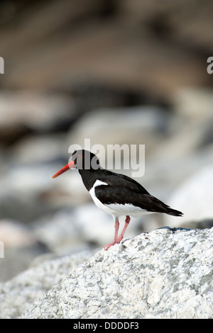 Eurasian Oystercatcher (Haematopus ostralegus) Banque D'Images