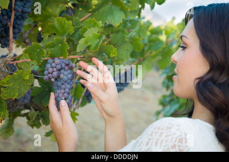 Young Adult Woman appréciant les Raisins de la vigne à l'extérieur. Banque D'Images