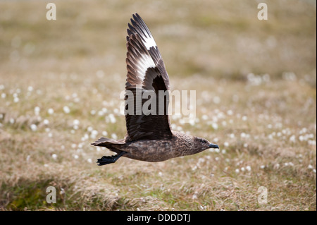 Grand Labbe (Stercorarius skua) Banque D'Images