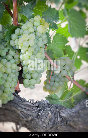 De beaux raisins blancs vignoble luxuriant de boisseaux dans le soleil du matin Banque D'Images