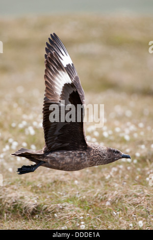 Grand Labbe (Stercorarius skua) Banque D'Images