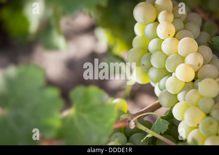 De beaux raisins blancs vignoble luxuriant de boisseaux dans le soleil du matin Banque D'Images