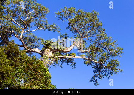À la recherche jusqu'à la couronne d'un grand arbre en Equateur Banque D'Images