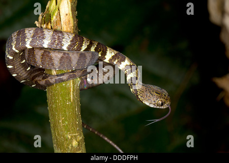 Escargot néotropicale-eater (Dipsas indica), l'Équateur Banque D'Images