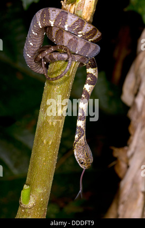 Escargot néotropicale-eater (Dipsas indica), l'Équateur Banque D'Images