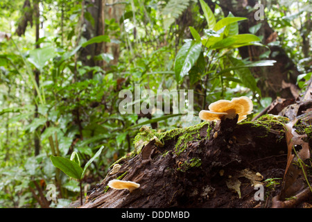 Avec le support du journal en décomposition sur le sol de la forêt tropicale des champignons, de l'Équateur Banque D'Images