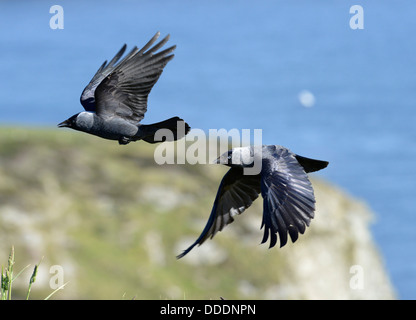 Les choucas (Corvus monedula) en vol Banque D'Images