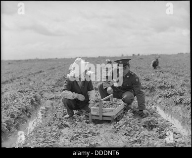 Florin, comté de Sacramento, en Californie. Un soldat et sa mère dans un champ de fraises. Le soldat . . . 536475 Banque D'Images