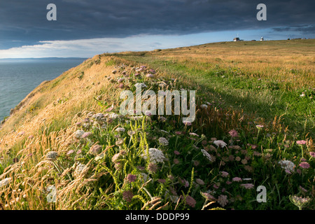 La carotte de la mer - Daucus carota ssp. gummifer sur la falaise à Portland Bill, Dorset Banque D'Images